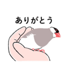 ふみ文鳥（個別スタンプ：19）