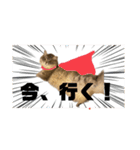 猫のチェブラーシカ3（個別スタンプ：7）