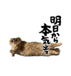 猫のチェブラーシカ3（個別スタンプ：10）