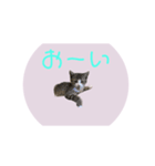 とらさば ねこ組（個別スタンプ：14）