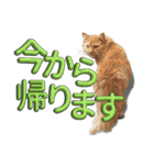 リアルなチワワ 猫増量中 ちょっとデカ文字（個別スタンプ：33）