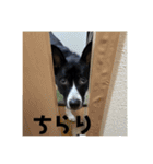 Japanese dog 『天』（個別スタンプ：2）