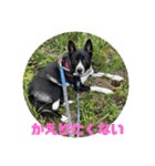 Japanese dog 『天』（個別スタンプ：4）