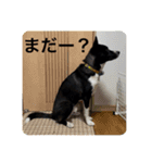 Japanese dog 『天』（個別スタンプ：5）