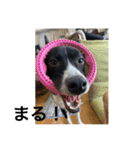 Japanese dog 『天』（個別スタンプ：6）