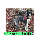Japanese dog 『天』（個別スタンプ：7）