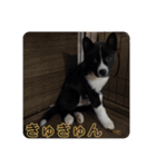 Japanese dog 『天』（個別スタンプ：8）