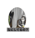 Japanese dog 『天』（個別スタンプ：9）