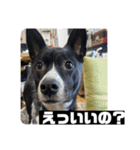 Japanese dog 『天』（個別スタンプ：11）