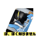 Japanese dog 『天』（個別スタンプ：13）