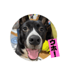 Japanese dog 『天』（個別スタンプ：14）