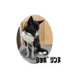 Japanese dog 『天』（個別スタンプ：15）