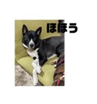 Japanese dog 『天』（個別スタンプ：16）