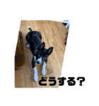 Japanese dog 『天』（個別スタンプ：18）