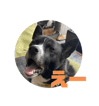Japanese dog 『天』（個別スタンプ：19）