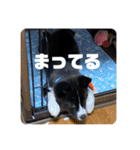 Japanese dog 『天』（個別スタンプ：20）