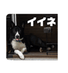 Japanese dog 『天』（個別スタンプ：21）