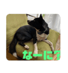 Japanese dog 『天』（個別スタンプ：22）