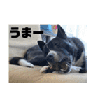 Japanese dog 『天』（個別スタンプ：23）
