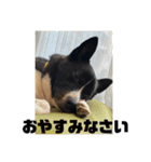 Japanese dog 『天』（個別スタンプ：24）