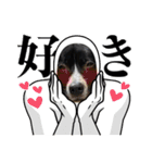 Japanese dog 『天』（個別スタンプ：30）