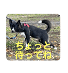 Japanese dog 『天』（個別スタンプ：36）