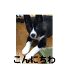 Japanese dog 『天』（個別スタンプ：37）