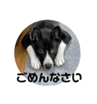 Japanese dog 『天』（個別スタンプ：38）