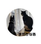 Japanese dog 『天』（個別スタンプ：39）
