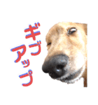 lovelyダックス・Friendsパート2（個別スタンプ：4）