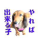 lovelyダックス・Friendsパート2（個別スタンプ：7）
