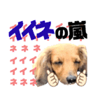 lovelyダックス・Friendsパート2（個別スタンプ：11）