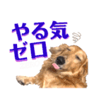lovelyダックス・Friendsパート2（個別スタンプ：12）