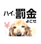 lovelyダックス・Friendsパート2（個別スタンプ：13）
