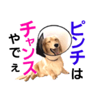 lovelyダックス・Friendsパート2（個別スタンプ：16）