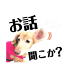 lovelyダックス・Friendsパート2（個別スタンプ：19）