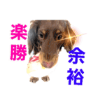lovelyダックス・Friendsパート2（個別スタンプ：25）