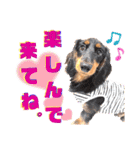 lovelyダックス・Friendsパート2（個別スタンプ：34）