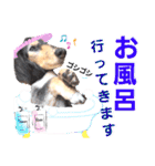 lovelyダックス・Friendsパート2（個別スタンプ：36）