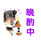 lovelyダックス・Friendsパート2（個別スタンプ：37）