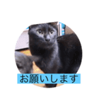 ガッシーねこーずシリーズ⑦くま（個別スタンプ：9）