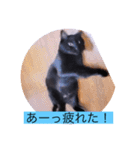 ガッシーねこーずシリーズ⑦くま（個別スタンプ：21）