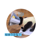 ガッシーねこーずシリーズ⑦くま（個別スタンプ：25）