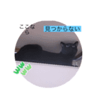 ガッシーねこーずシリーズ⑦くま（個別スタンプ：28）