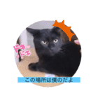 ガッシーねこーずシリーズ⑦くま（個別スタンプ：29）