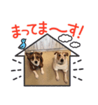 てんしんらんぼう（個別スタンプ：6）