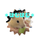 うちのくまジロースタンプ（個別スタンプ：3）