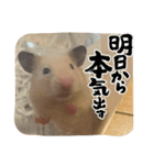 うちのくまジロースタンプ（個別スタンプ：5）