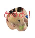 うちのくまジロースタンプ（個別スタンプ：8）