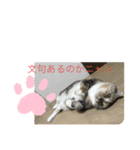 猫 マチルダスタンプ（個別スタンプ：4）